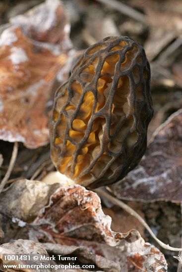 Black Morel
