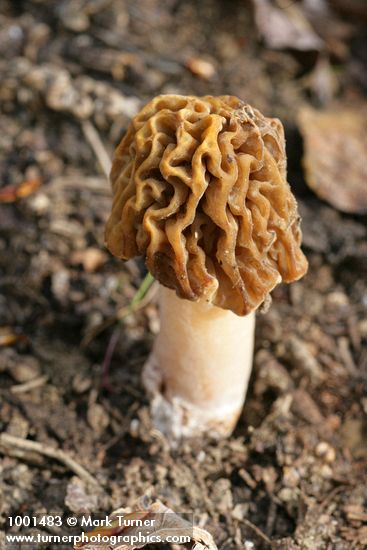 Yellow Morel