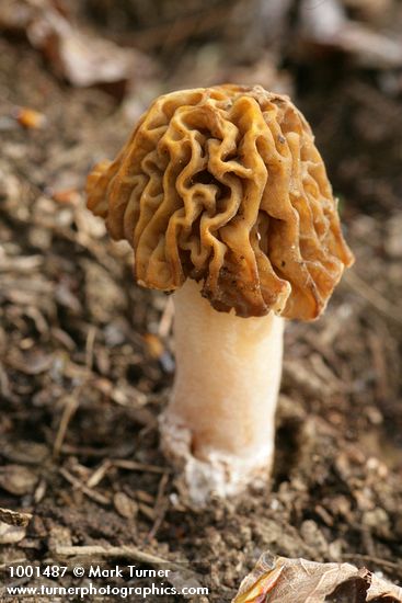 Yellow Morel