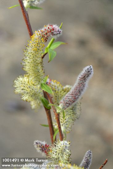 MacKenzie's Willow  male catkins & emerging foliage