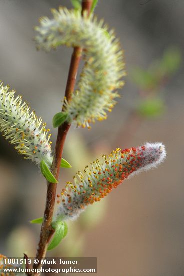 MacKenzie's Willow  male catkins & emerging foliage detail
