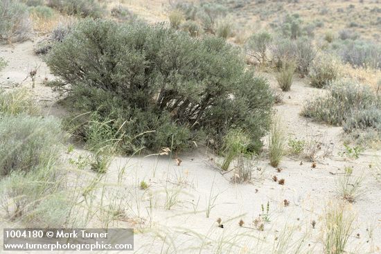 Sand-dune Broomrape on sand around Big Sagebrush