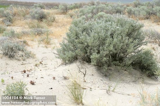 Sand-dune Broomrape on sand around Big Sagebrush