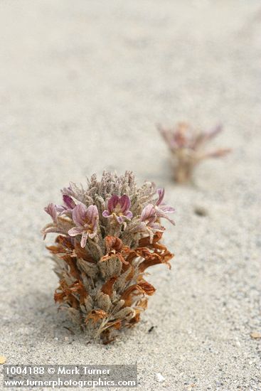 Sand-dune Broomrape