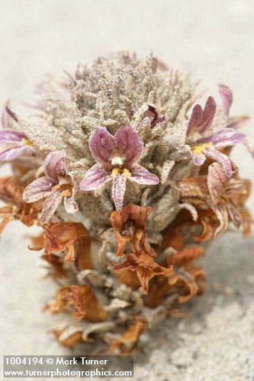 Sand-dune Broomrape