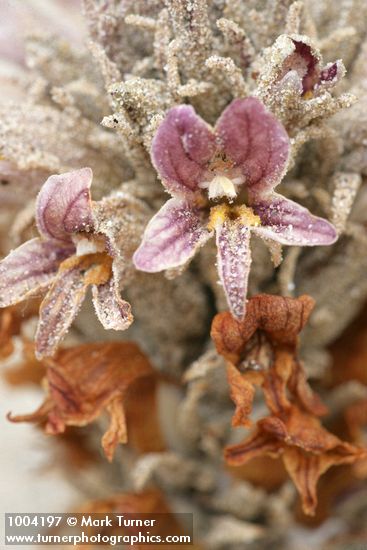 Sand-dune Broomrape blossoms