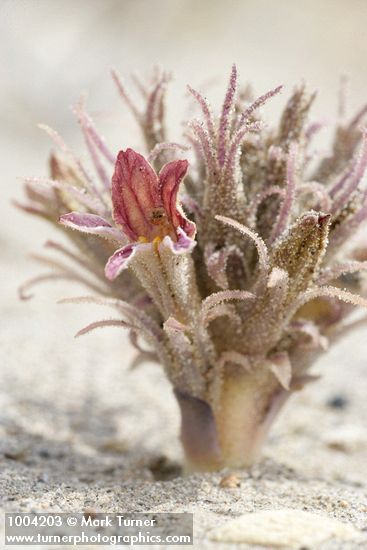 Sand-dune Broomrape