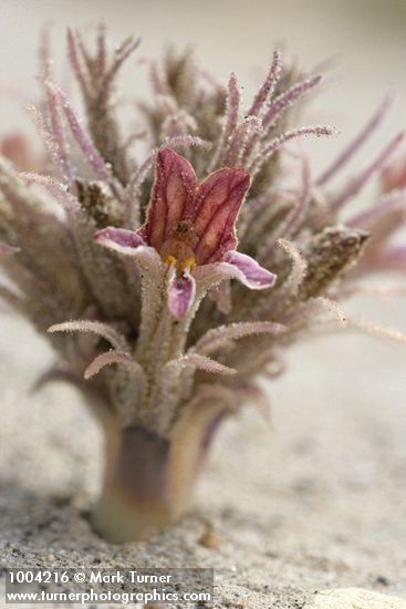 Sand-dune Broomrape