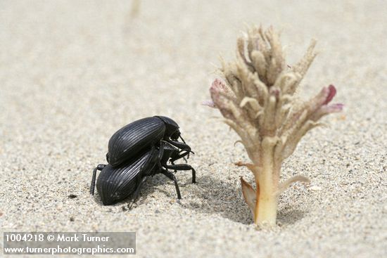 Pair of beetles beside Sand-dune Broomrape