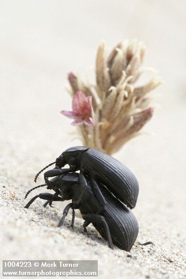 Pair of beetles beside Sand-dune Broomrape