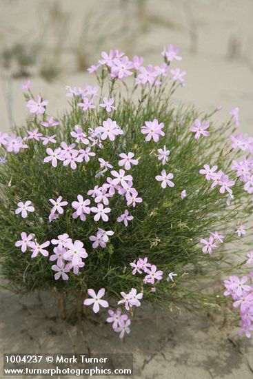 Longleaf Phlox