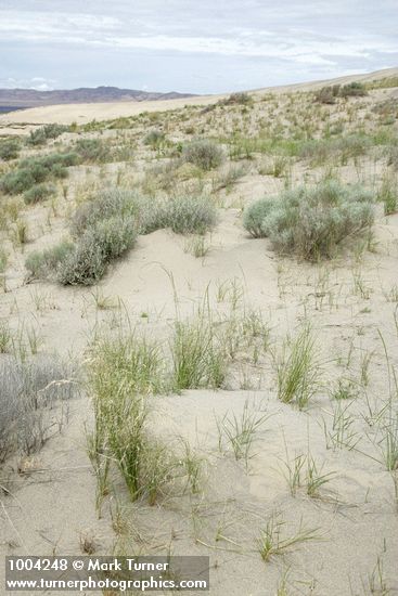 Grasses on sand dune