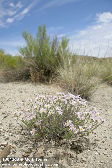 Threadleaf Fleabane
