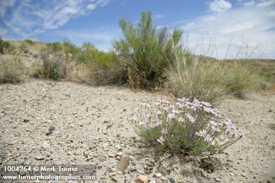 Threadleaf Fleabane