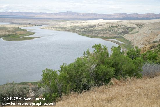 Greasewood w/ White Bluffs, Hanford Reach of Columbia River bkgnd