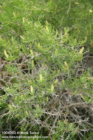 Greasewood blossoms & foliage
