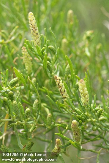 Greasewood blossoms & foliage detail