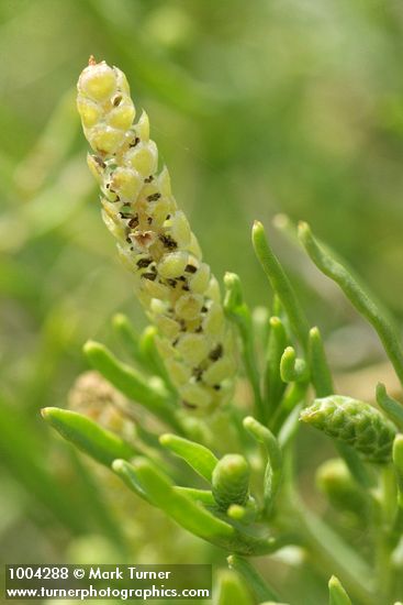 Greasewood male blossoms detail