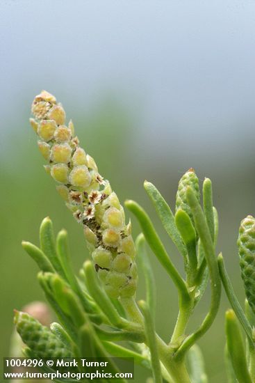 Greasewood male & female (in leaf axil) blossoms detail