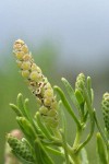 Greasewood male & female (in leaf axil) blossoms detail