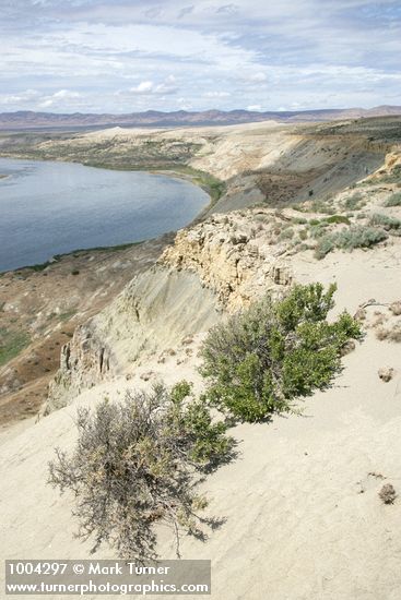 Greasewood on sandy cliff above Hanford Reach of Columbia River