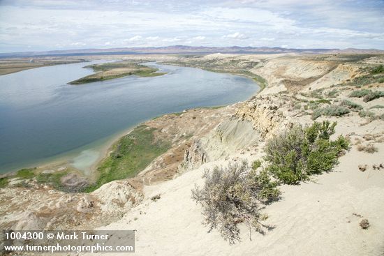 Greasewood on sandy cliff above Hanford Reach of Columbia River