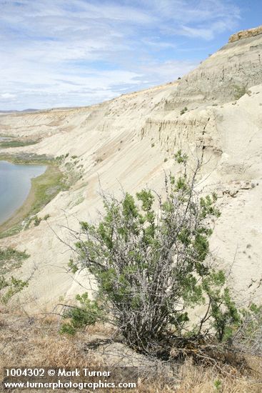 Greasewood on sandy cliff above Hanford Reach of Columbia River