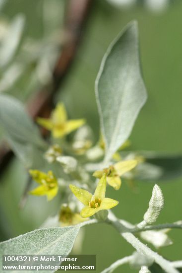 Russian Olive blossoms & foliage detail