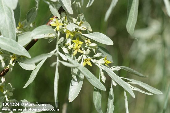 Russian Olive blossoms & foliage