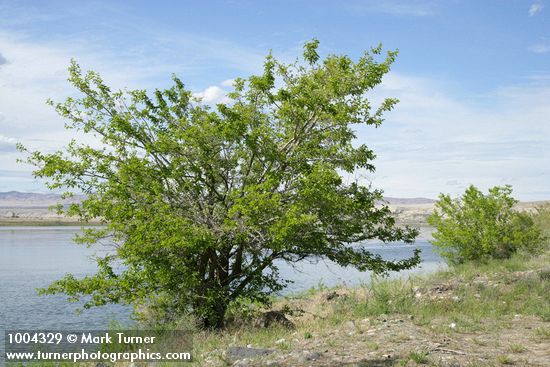White Mulberry on Columbia River shore