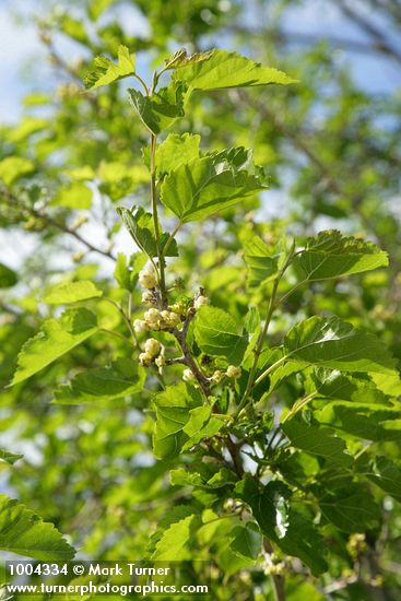 White Mulberry fruit & foliage