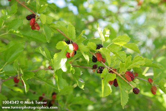 White Mulberry fruit & foliage