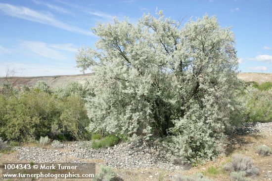 Russian Olive w/ Coyote Willows