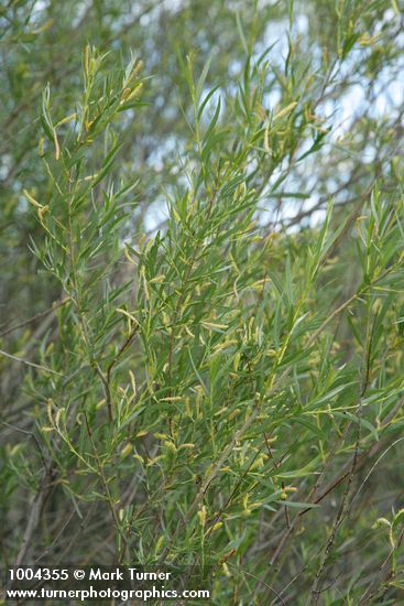 Coyote Willow (male) aments & foliage