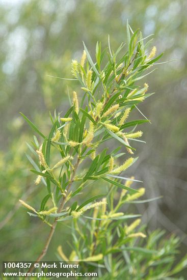 Coyote Willow (male) aments & foliage