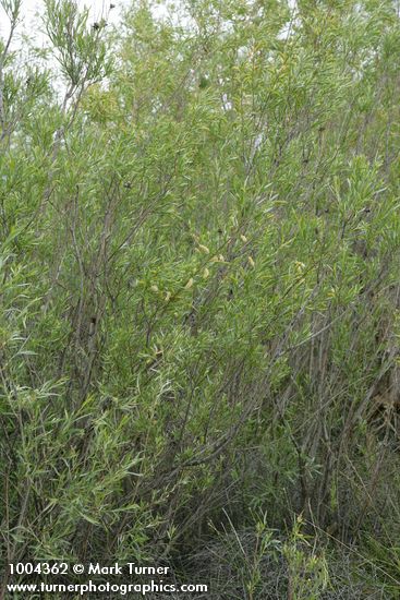 Coyote Willow (female)