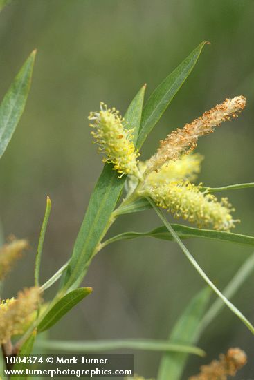 Coyote Willow (male) aments & foliage detail