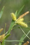 Coyote Willow (male) aments & foliage detail