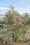 Smallflower Tamarisk