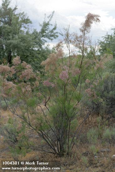 Smallflower Tamarisk