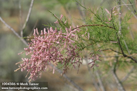Smallflower Tamarisk blossoms & foliage