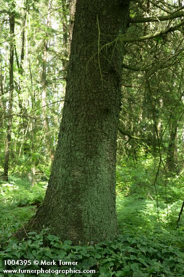 Sitka Spruce trunk w/ May Lily groundcover