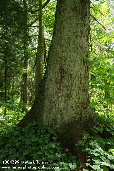 Sitka Spruce trunk w/ May Lily groundcover