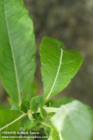 Sitka Willow foliage & stipules detail