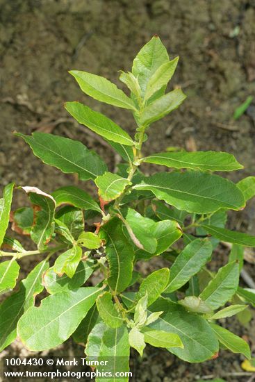 Sitka Willow foliage & stipules