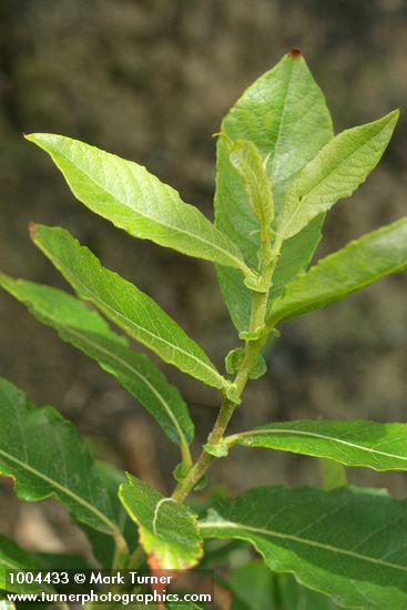 Sitka Willow foliage & stipules