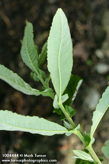 Sitka Willow foliage reverse & stipules