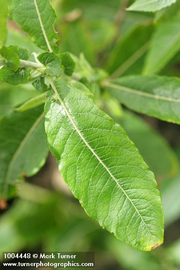 Sitka Willow foliage & stipules detail