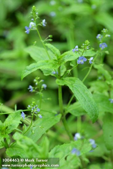 American Speedwell