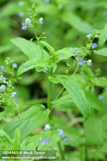 American Speedwell